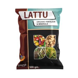 Lattu